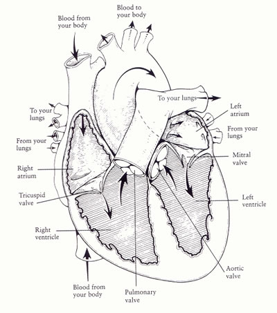 heart attack diagram. the circulatory system diagram